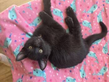 Domestic Short Hair Cats Available for Adoption in Rochester, Washington - Dustin | PetCurious