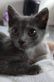 Shark Bait -  Domestic Short Hair and Russian Blue Cat for Adoption in St. Augustine, Florida - Shark Bait | PetCurious