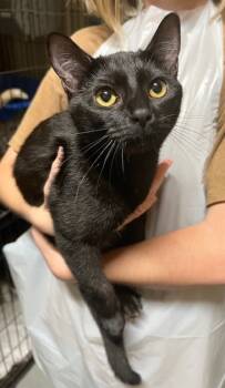 Rescue Domestic Short Hair Cats for Adoption in Morton Grove, Illinois - Monkey | PetCurious