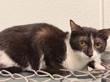 BUTTONS -  Domestic Short Hair Cat for Adoption in Corpus Christi, Texas - BUTTONS | PetCurious