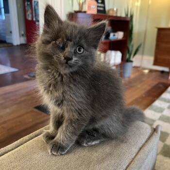 Domestic Short Hair Cats Available for Adoption in Naperville, Illinois - Pirate | PetCurious