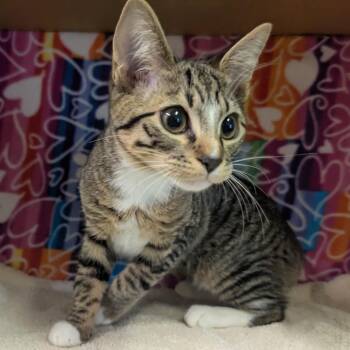 Domestic Short Hair Cats Available for Adoption - Charlotte | PetCurious