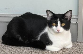 Domestic Short Hair Cats Available for Adoption - Amy Poehler | PetCurious