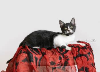 Dali -  Domestic Short Hair Cat for Adoption in Birmingham, Alabama - Dali | PetCurious