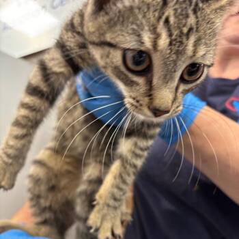Ratatouille -  Domestic Short Hair Cat for Adoption in Allentown, Pennsylvania - Ratatouille | PetCurious