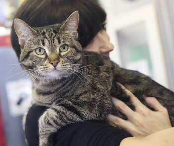 Penelope is truly purrfect - ULTIMATE CHONKY THERAPY CAT - wow i -  Tabby and Torbie Cat for Adoption in Bedford Hills, New York - Penelope Is Truly Purrfect - ULTIMATE CHONKY THERAPY CAT - Wow I | PetCurious