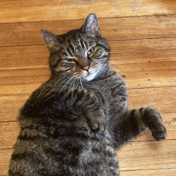 Rescue Domestic Short Hair Cats for Adoption - Harvey (I'm In Foster Care!) | PetCurious