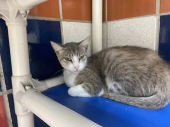 Rescue Domestic Short Hair Cats for Adoption in Houston, Texas - Mary | PetCurious