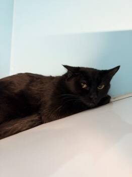 Churi -  Domestic Short Hair Cat for Adoption in Montreal, Quebec - Churi | PetCurious
