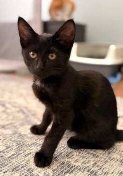 SIR -  Domestic Short Hair Cat for Adoption in St. Peters, Missouri - SIR | PetCurious