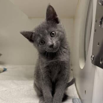 Costco -  Domestic Short Hair Cat for Adoption in Naperville, Illinois - Costco | PetCurious