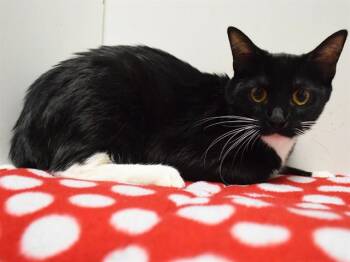 Domestic Short Hair Cats Available for Adoption in Sacramento, California - BETHANY | PetCurious