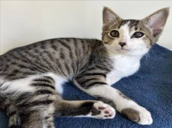 *MISO -  Domestic Short Hair Cat for Adoption in Woodland, California - *MISO | PetCurious