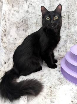 Shuri -  Domestic Long Hair Cat Available for Adoption in Pompano Beach, Florida - Shuri | PetCurious