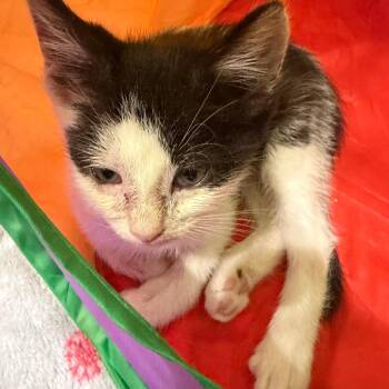 Moo-lissa C12095 -  Domestic Medium Hair Cat for Adoption - Moo-lissa C12095 | PetCurious