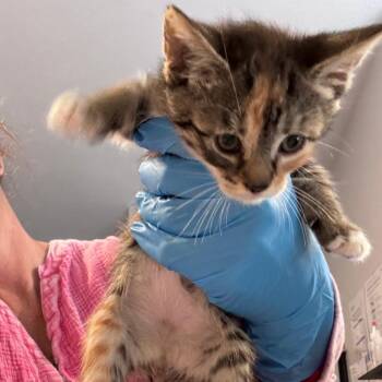 Belle -  Domestic Short Hair Cat for Adoption in Talent, Oregon - Belle | PetCurious
