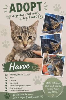 Havoc -  Domestic Short Hair Cat for Adoption in Winnipeg, Manitoba - Havoc | PetCurious