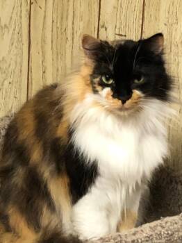 Polly -  Domestic Medium Hair Cat for Adoption in Plattsburgh, New York - Polly | PetCurious