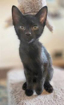 ZIG -  Domestic Short Hair Cat for Adoption in Canfield, Ohio - ZIG | PetCurious