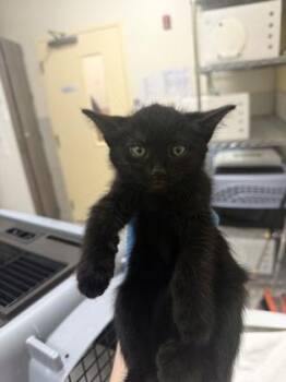 Ray -  Domestic Medium Hair and Domestic Short Hair Cat for Adoption in Honolulu, Hawaii - Ray | PetCurious