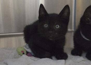 Domestic Short Hair Cats Available for Adoption in Martinez, California - ARCHER | PetCurious