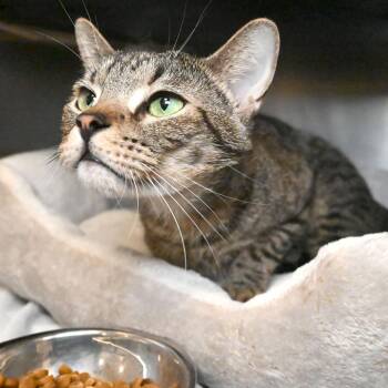 Domestic Short Hair Cats Available for Adoption - Lisbon | PetCurious