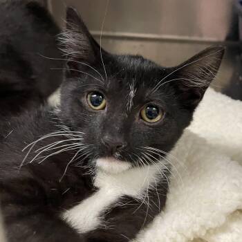 Rescue Domestic Short Hair Cats for Adoption in Wantagh, New York - Frankie | PetCurious