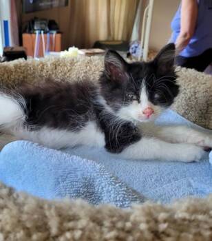 Meg -  Domestic Medium Hair and Domestic Short Hair Cat for Adoption in Westland, Michigan - Meg | PetCurious