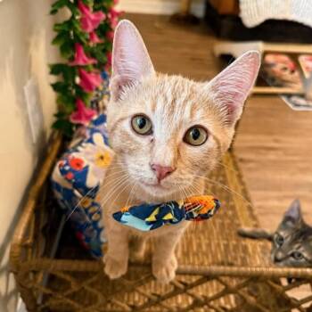 Raffa Sweet Talker Raphael -  Tabby and Domestic Short Hair Cat for Adoption in Friendswood, Texas - Raffa Sweet Talker Raphael | PetCurious