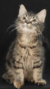 Take Your Heart -  Domestic Medium Hair Cat for Adoption in Newland, North Carolina - Take Your Heart | PetCurious