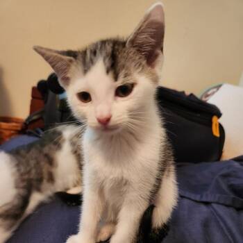 Rescue Domestic Short Hair Cats for Adoption in Gastonia, North Carolina - Sequoya | PetCurious