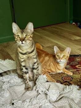Carmella & Taffy BONDED MOM & KIT -  Domestic Short Hair Cat for Adoption in Boca Raton, Florida - Carmella & Taffy BONDED MOM & KIT | PetCurious