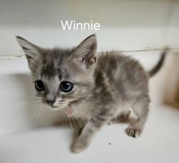 Winnie -  Domestic Short Hair Cat for Adoption in Dyersburg, Tennessee - Winnie | PetCurious