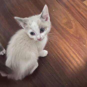 Lucky Day -  Domestic Short Hair Cat for Adoption in Garden Grove, California - Lucky Day | PetCurious