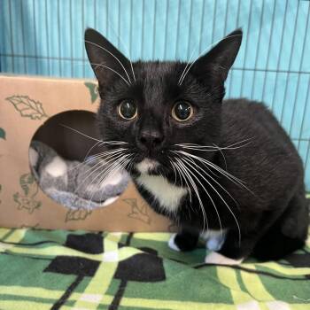 Domestic Short Hair Cats Available for Adoption in St. Louis, Missouri - Captain Hook | PetCurious