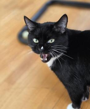 Steve -  Domestic Short Hair Cat Available for Adoption in Pittsboro, North Carolina - Steve | PetCurious