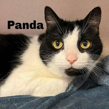 Domestic Short Hair Cats Available for Adoption in Gladstone, Michigan - Panda 260200 | PetCurious
