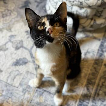 Rescue Calico Cats for Adoption in Austin, Texas - Hannah - Gorgeous And Sweet | PetCurious