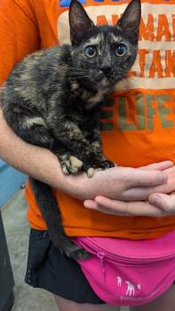 Prism -  Domestic Short Hair Cat for Adoption in Evansville, Indiana - Prism | PetCurious