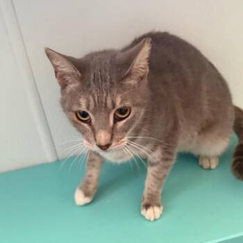 Pooh -  Domestic Short Hair Cat for Adoption in Lake Panasoffkee, Florida - Pooh | PetCurious
