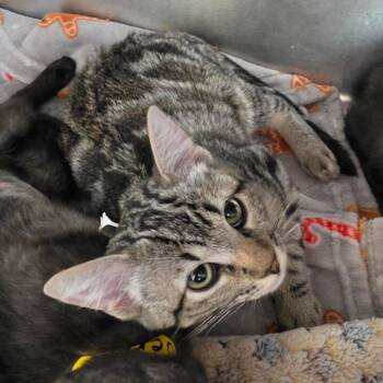 Firenado -  Domestic Short Hair Cat for Adoption in Las Vegas, Nevada - Firenado | PetCurious
