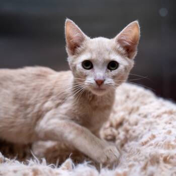 Vanilla Bean -  Domestic Short Hair Cat for Adoption in Gainesville, Georgia - Vanilla Bean | PetCurious