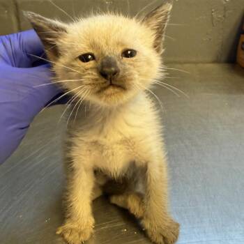 Cleo -  Domestic Short Hair Cat for Adoption in Tuscaloosa, Alabama - Cleo | PetCurious