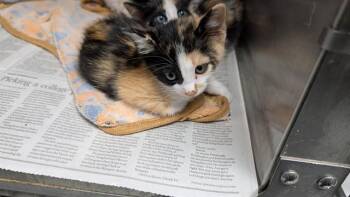 CORA -  Domestic Short Hair Cat for Adoption in Rowlett, Texas - CORA | PetCurious