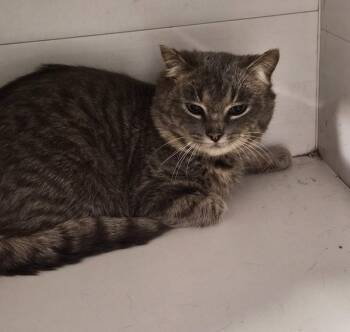 Domestic Short Hair Cats Available for Adoption - Zazzy | PetCurious