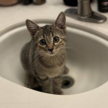 Abby -  Domestic Short Hair Cat for Adoption in Kerrville, Texas - Abby | PetCurious