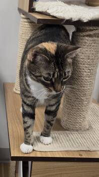 Rescue Domestic Short Hair Cats for Adoption in Williamsport, Pennsylvania - HoneyBee | PetCurious