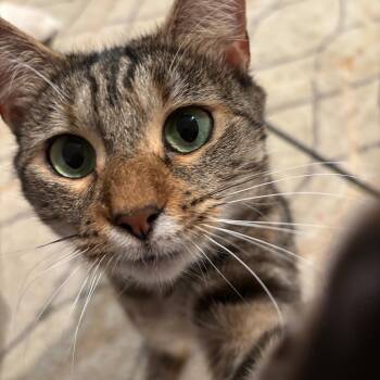 Tabby and Tortoiseshell Cats Available for Adoption in Medford, Massachusetts - Mocha | PetCurious