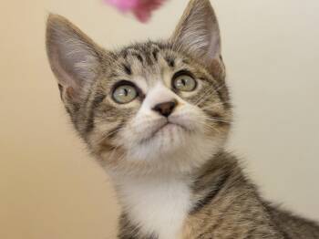 Waddington -  Tabby and Domestic Short Hair Cat for Adoption in Republic, Washington - Waddington | PetCurious