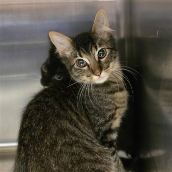 A657362 -  Domestic Short Hair Cat for Adoption in Houston, Texas - A657362 | PetCurious